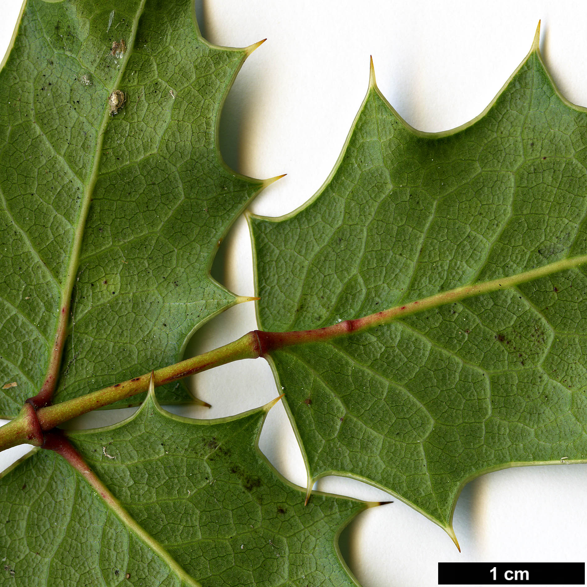 High resolution image: Family: Berberidaceae - Genus: Mahonia - Taxon: trifolia